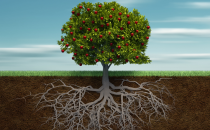 基础软件：IT 产业生态大树下的根